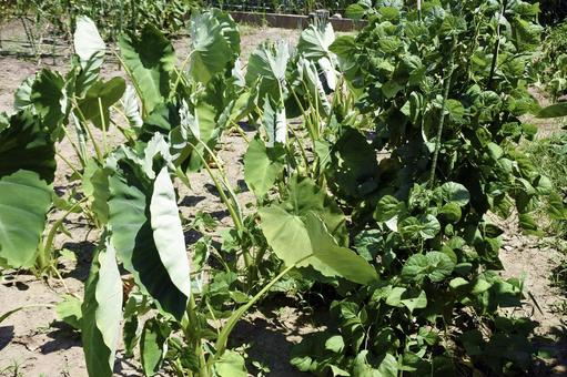 家庭菜園 美味しい,日差し,家庭菜園の写真素材