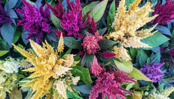 秋の花 ケイトウ 9月 10月 秋の花 ケイトウ 9月 10月の写真
