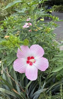 夏の花 夏の花の写真