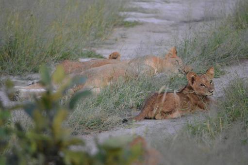 寝そべるライオンの親子 チョベのサファリ 寝そべるライオンの親子 チョベのサファリの写真