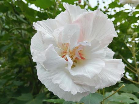 不思議!色が変わるスイフヨウ 不思議!色が変わるスイフヨウの写真