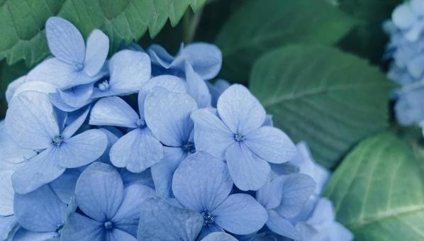 青の紫陽花の花 青の紫陽花の花の写真