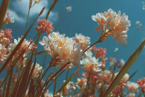 (レトロな)夏空と花 (レトロな)夏空と花の写真