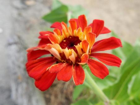 [Flower photo] Zinnia elegans, JPG