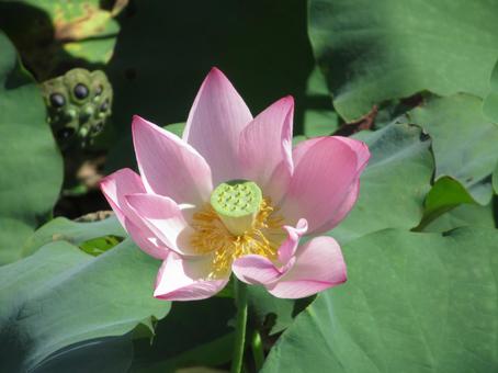 ハスの花 ハスの花の写真