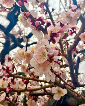 うめ うめの写真