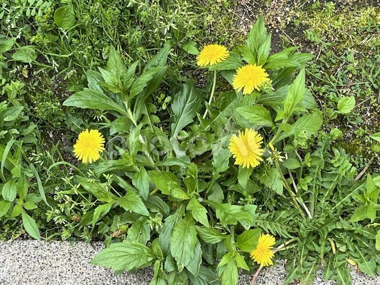 たんぽぽ 自然,花,タンポポの写真素材