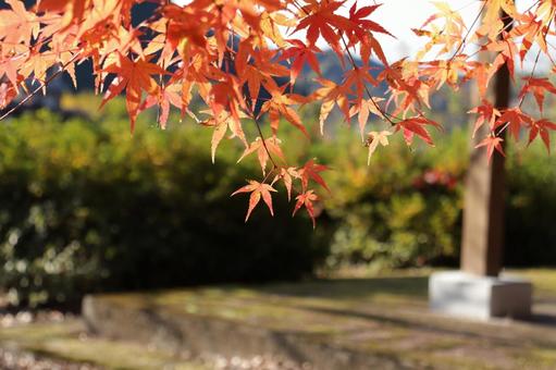 公園の東屋をバックに映える紅葉 公園の東屋をバックに映える紅葉 紅葉,もみじ,樹木の写真素材