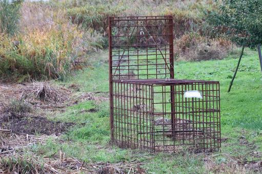 箱罠（熊罠）熊対策 箱罠,熊,クマの写真素材