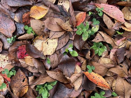 落ち葉 落ち葉,落葉,枯れ葉の写真素材