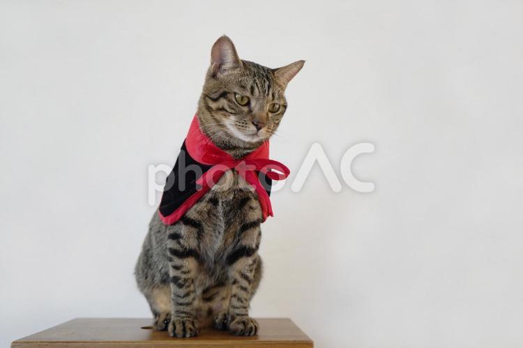 下を見下ろす赤と黒のマントをした縞々の猫 ネコ,猫,キャットの写真素材