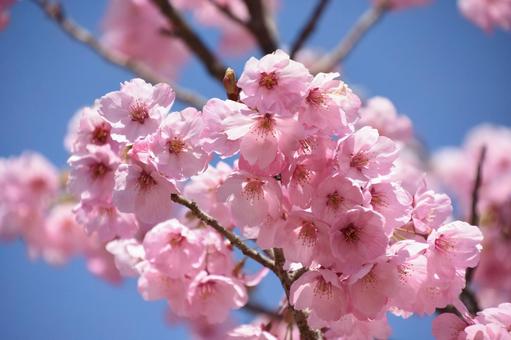 河津桜 河津桜の写真