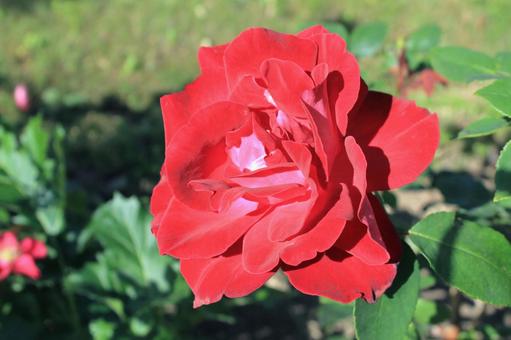 Single red rose flower, JPG