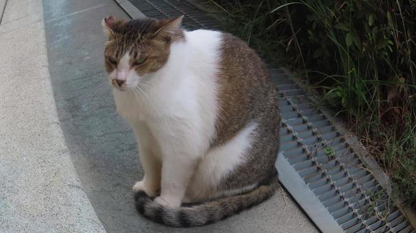 もふもふで思いっ切り猫背な猫様 魚眼風 もふもふで思いっ切り猫背な猫様 魚眼風の写真