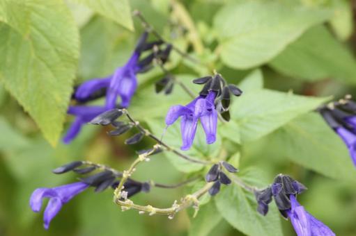 青紫の花 青紫の花 秋,花,青の写真素材