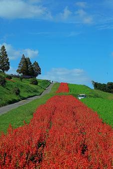 淡路島 あわじ花さじき㉟ サルビア 淡路島 あわじ花さじき㉟ サルビア 兵庫県,あわじ花さじき,サルビアの写真素材