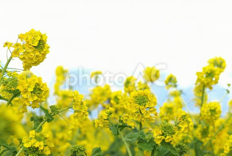 満開の菜の花、白背景 菜の花,菜花,季節の写真素材