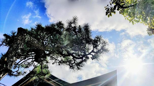 神社と青い空 神社と青い空の写真