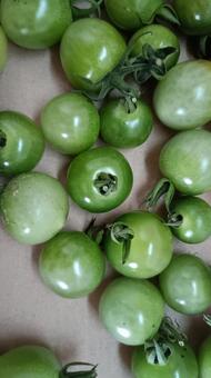 青いミニトマトが沢山 ミニトマト,青い,未熟の写真素材