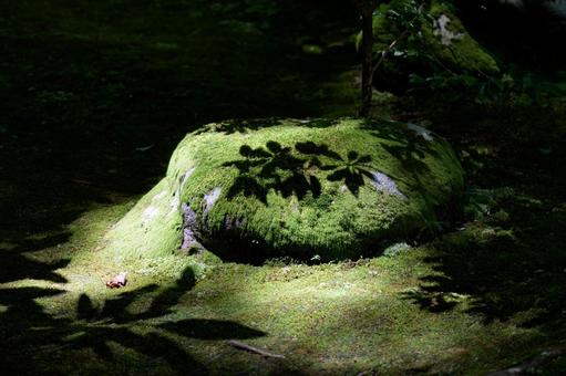大原三千院の苔 大原三千院の苔の写真