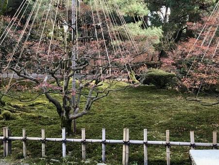庭 庭の写真