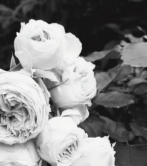 バラ 薔薇 バラ 薔薇 バラ,白黒,モノクロの写真素材