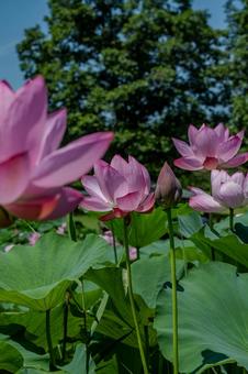 古代蓮の里2025年 蓮,ハス,花の写真素材