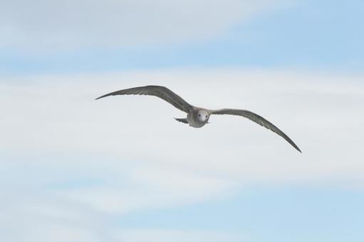 Photo, seagull, seabirds, bird, 