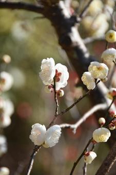 Plum (Tamabotan), JPG Plum (Tamabotan), JPG