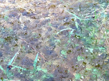 冠水 冠水 透明,無色,水たまりの写真素材