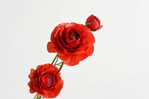 赤いラナンキュラス ラナンキュラス,赤,赤い花の写真素材