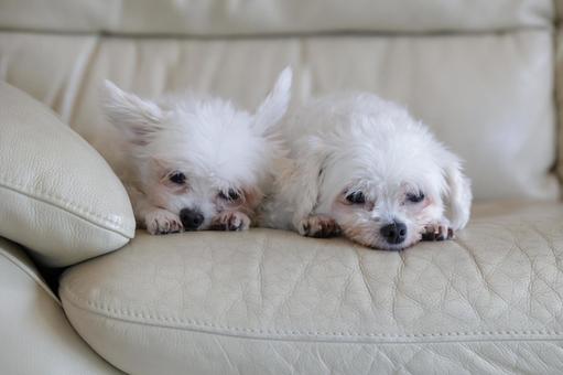 犬姉妹 犬姉妹の写真