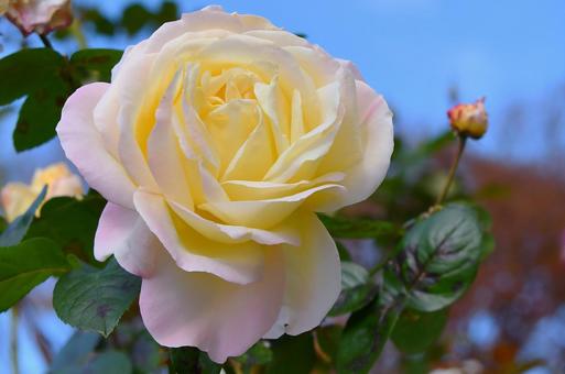 薔薇 ガーデンパーティー 薔薇 ガーデンパーティー 薔薇,ガーデンパーティー,バラの写真素材