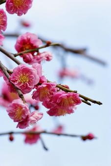 ウメ 梅,紅梅,早春の写真素材