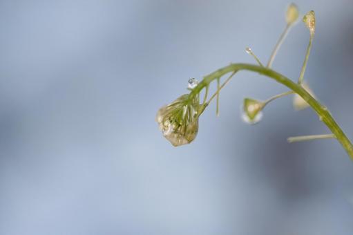 雨上がりのアブラナ 雨上がりのアブラナの写真
