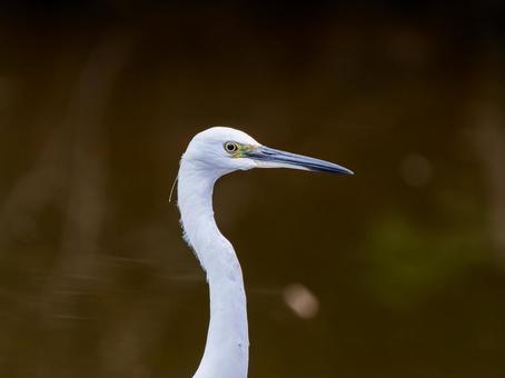 水辺のコサギ 水辺のコサギ コサギ,鳥,野鳥の写真素材