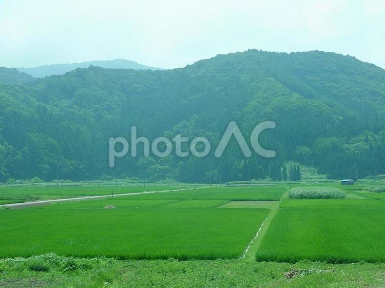 田園風景 田,田んぼ,田舎の写真素材