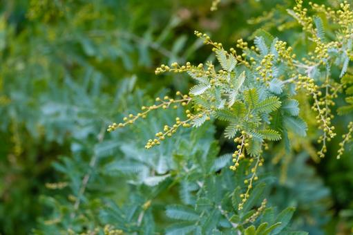 開花前のミモザのつぼみ 開花前のミモザのつぼみの写真