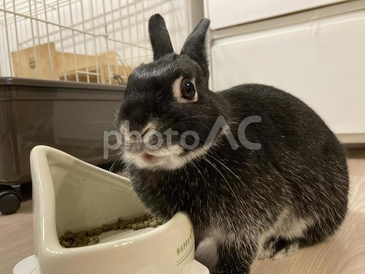 食事中の黒うさぎ うさぎ,黒うさぎ,ネザーランドドワーフの写真素材