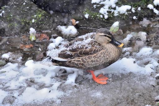 ちょっと寒いカモ ちょっと寒いカモ カルガモ,鴨,野鳥の写真素材