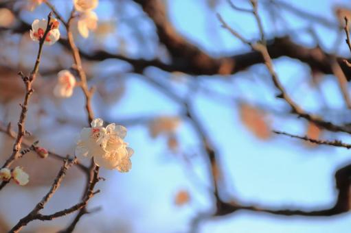 梅の写真