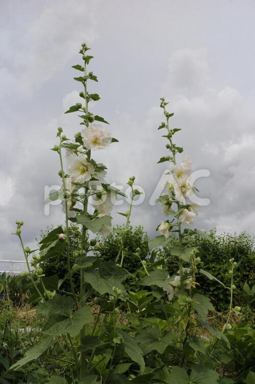 白いタチアオイと曇天の空 タチアオイ,白いタチアオイ,白い花の写真素材