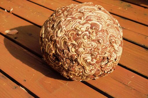 キイロスズメバチの巣　３ キイロスズメバチ,ハチの巣,巣作りの写真素材