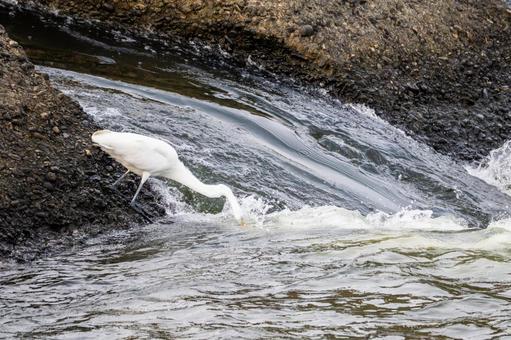ダイサギの狩り(31) 鳥,ダイサギ,鳥類の写真素材