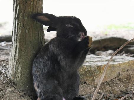 大久野島のウサギ 大久野島のウサギの写真