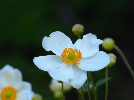 シュウメイギクの花アップ シュウメイギクの花アップの写真