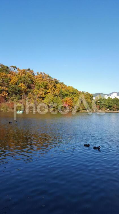 秋の京都、宝ヶ池から見える山と池に浮かぶ水鳥がいる風景 京都,秋,紅葉の写真素材