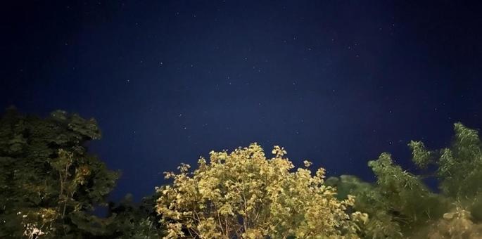 森と星空 森と星空の写真