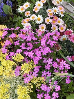 寄せ植え 寄せ植えの写真