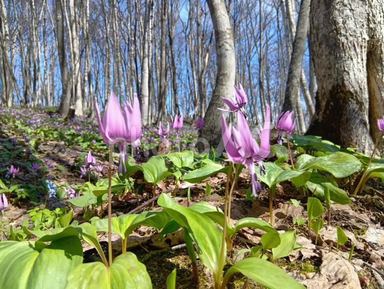 カタクリ　男山自然公園　旭川市　北海道 カタクリ,片栗,花の写真素材